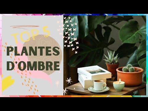 Vidéo: Xeriscape Shade Plants - Plantes pour ombre sèche - Savoir-faire en jardinage