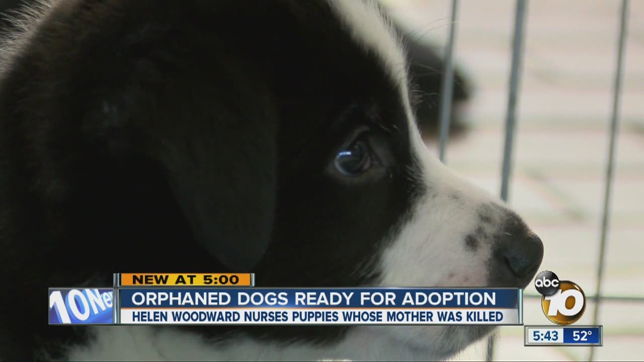 Orphaned puppies ready for adoption - YouTube