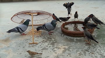 How To Catch Myna Bird Easy Make Trap