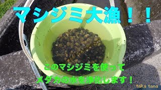 シジミ　採取　幹之メダカ  鉄仮面  Biotope ビオトープ Corbicula leana