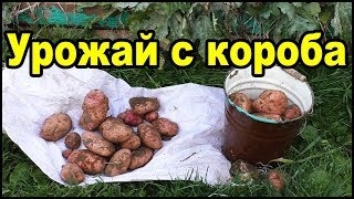 ОГРОМНЫЙ КАРТОФЕЛЬ в коробе!!! Мой урожай картофеля!