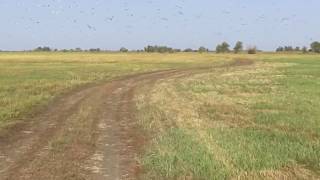 Волго-ахтубинская пойма, Рыбалка 2017