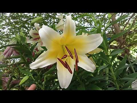 วีดีโอ: ดอกลิลลี่โซน 5 - ดอกลิลลี่ที่ดีที่สุดสำหรับสวนโซน 5