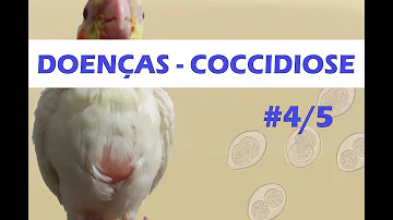 Como tratar calopsita com coccidiose?
