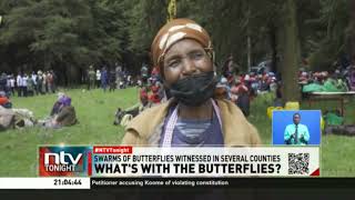 Butterflies: Expert say it’s normal migratory patterns