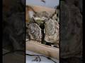 Une nouvelle façon de manger les huîtres 🦪 | Pourdebon