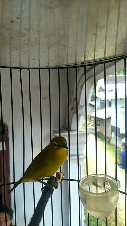 PLECI NEMBAK SEJALUR PANJANG MILIK OM WAHYU KEDIRI