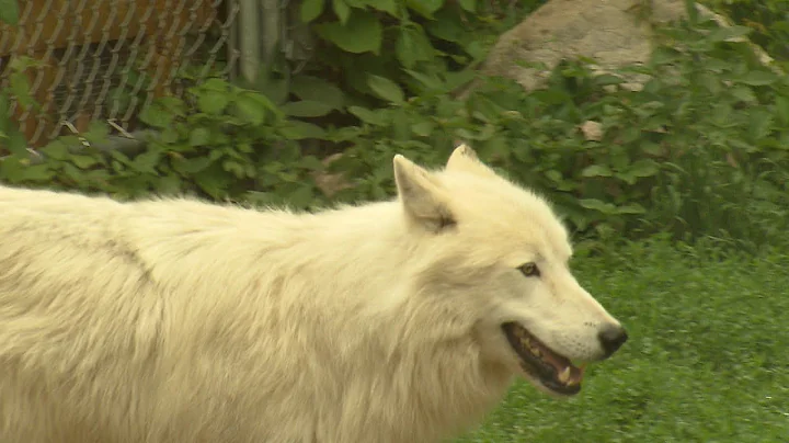 Wolves Up Close in Ely