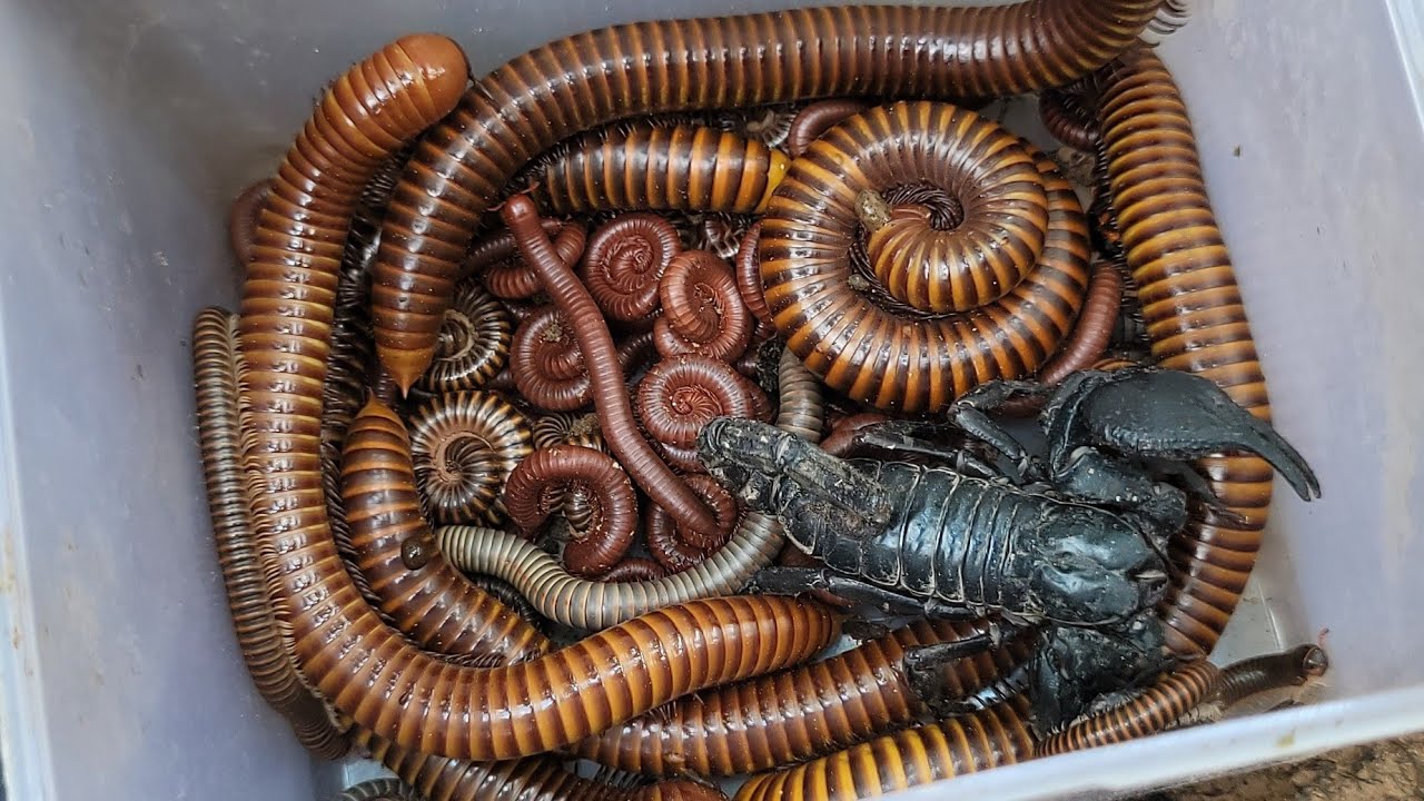 Catch Ground Bugs, Small Red Millipede, White Banana Millipede, Scorpion, Giant Millipede Poisonous