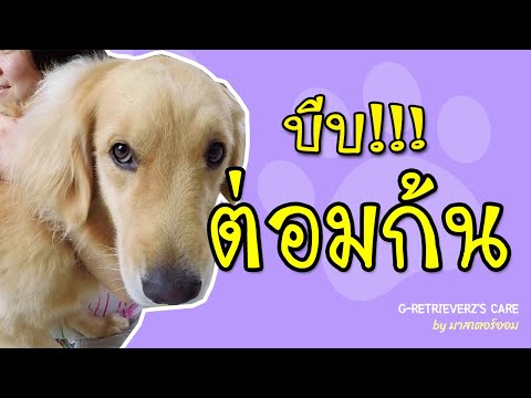 EP8: วิธีบีบต่อมก้นหมาด้วยตัวเอง