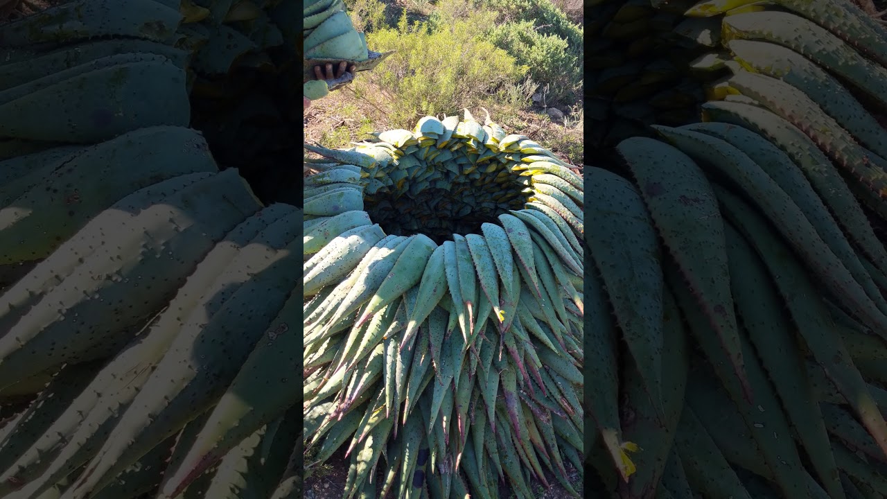 Stacking of Aloe Ferox