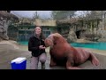 How Big is a Walrus?