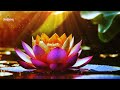 Deep Relaxing Healing Sleep Music l Relief From Stress, Anxiety l Wipe Out Negative Energy