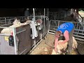 Lambing video 20 - Crutching/Dagging Ewes to prevent Flystrike