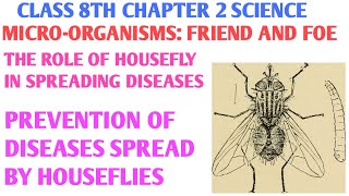The role of housefly in spreading diseases class 8th | Prevention of diseases spread by houseflies