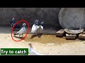 Catching pigeon  sartaj pigeons