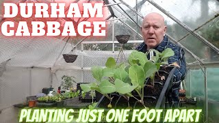 Planting Durham Cabbage One Foot Apart [Gardening Allotment UK] [Grow Vegetables At Home ]