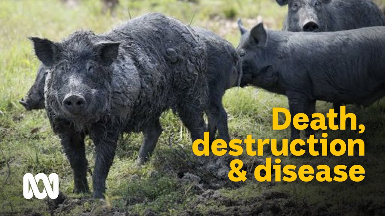 Damage death  disease devastating effects of wild boars   Meet the Ferals Ep 7  ABC Australia