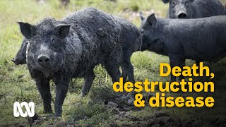 Damage, death & disease: devastating effects of wild boars  | Meet the Ferals Ep 7 | ABC Australia
