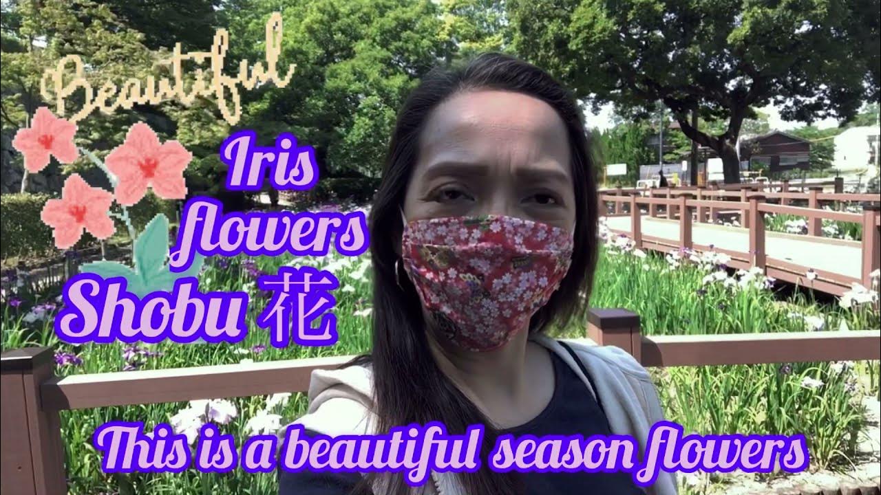 Iris flowers, Shobu (Japanese flower) YouTube