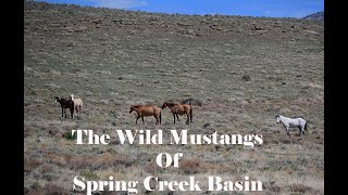 The Wild Mustangs of Spring Creek Basin