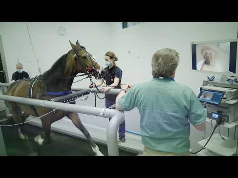 Omvisning på NMBU Veterinærhøgskolen