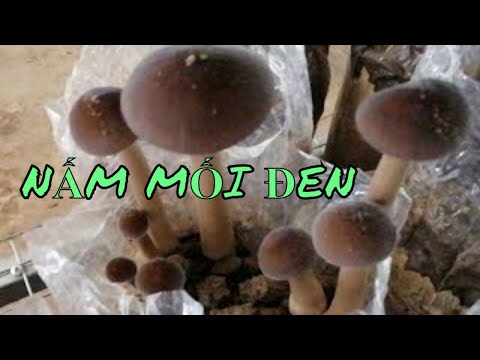 Video Tham Quan Mô Hình Sản Xuất Nấm Mối Đen Xerula Radicata - youtube