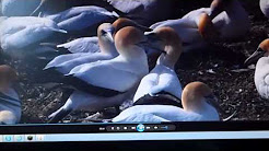 wildlife broadcast content WILDLIFE - INTRO WLA Reward