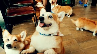 40 minutes inside Corgi Cafe