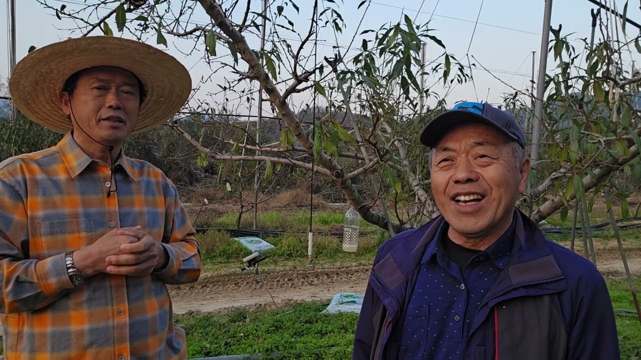 황금알농법 복숭아 복숭아재배 