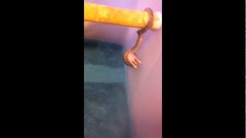 my aggressive spotted python eating