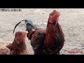 Amazing Rooster 🐓Meeting | Village Animals |