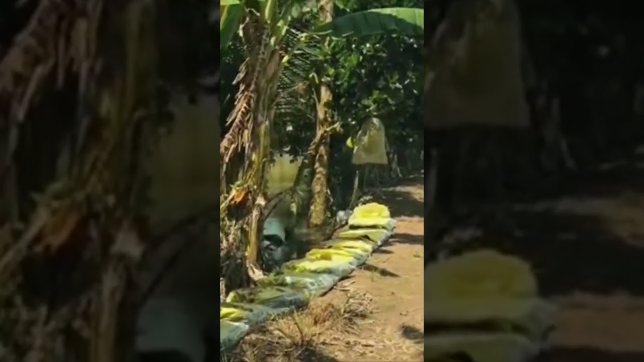 Nông dân miền tây mất trắng do lũ