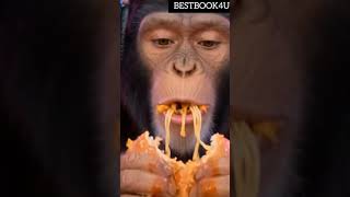 Monkey Livestream Eating Challenge 🍔🐒