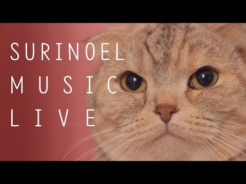 수리노을과 함께 새벽 음악 힐링 방송 20.2.12 LIVE 【<strong>SURI</strong>&amp;amp;NOEL】