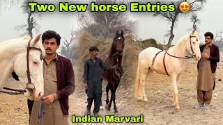 Download Lagu Two New Horse Entries Nukra Or Marvari Horse For Training 😍🐴 MP3