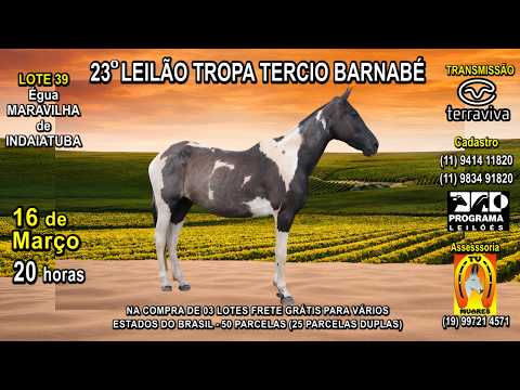 LOTE 39 - 23° LEILÃO TROPA TERCIO BARNABÉ - 16 DE MARÇO (SEGUNDA-FEIRA) ÀS 20 H - CANAL TERRA VIVA