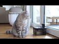 Alle Links in der Beschreibung!Amazon Gadgets für Hunde &amp; Katzen 🐶🐱