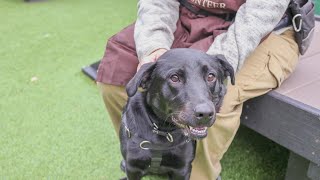 PAWS Chicago Pet of the Week: Rica