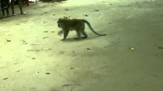 Celebrity Alpha monkey Net Worth