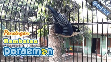 rambatan doraemon gacor cocok pancingan burung macet bunyi