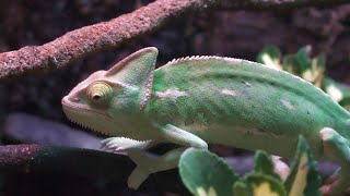 Chameleons Palma Aquarium Mallorca 4K