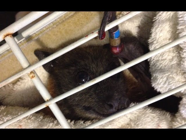コウモリをかわいいと思ったことありますか Kay S Diary 歌舞伎とワンコとフクロウブログ コウモリをかわいいと思ったことありますか Kay S Diary 歌舞伎とワンコとフクロウブログ