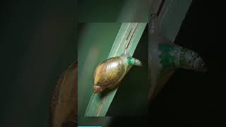 The Parasite That Hijacks a Snail's Brain