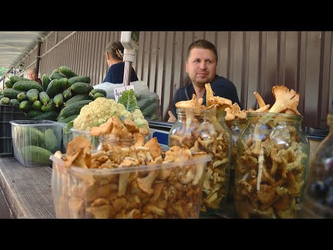 Video: Trumų šunys: Šie šuniukai Ruošiami Medžioti Grybus