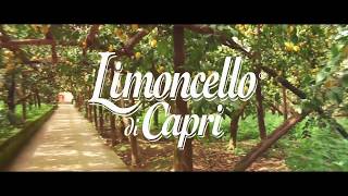 Limoncello di Capri - La fabbrica trasparente