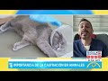 ¿Cuál es la importancia de castrar a los animales?