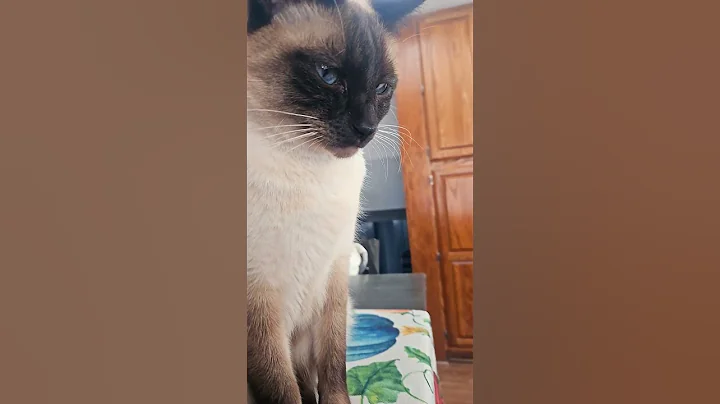 Video 11552701: siamese cat love