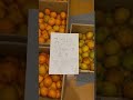 今年ウチの1本の“みかんの木”…収穫数はいかに！？🍊 #みかん #収穫 #家庭菜園 #農家の日常 #実家の畑#みかん狩り #果樹 #shorts #vlog #japan #short