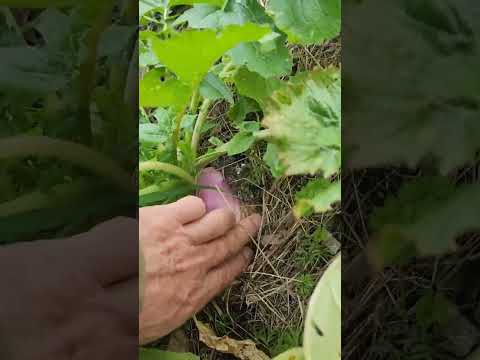 На грядке Хольцера